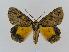  ( - BC EF Lep 00596)  @13 [ ] Copyright (2010) Unspecified Research Collection of Egbert Friedrich