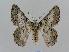  (Hypobapta tachyhalotaria - BC EF Lep 00603)  @15 [ ] Copyright (2010) Unspecified Research Collection of Egbert Friedrich