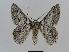  ( - BC EF Lep 00604)  @14 [ ] Copyright (2010) Unspecified Research Collection of Egbert Friedrich