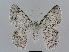  ( - BC EF Lep 00618)  @15 [ ] Copyright (2010) Unspecified Research Collection of Egbert Friedrich