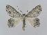  ( - BC EF Lep 00629)  @14 [ ] Copyright (2010) Unspecified Research Collection of Egbert Friedrich