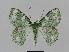  ( - BC EF Lep 00639)  @14 [ ] Copyright (2010) Unspecified Research Collection of Egbert Friedrich
