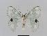  ( - BC EF Lep 00639)  @13 [ ] Copyright (2010) Unspecified Research Collection of Egbert Friedrich