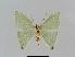  ( - BC EF Lep 00642)  @13 [ ] Copyright (2010) Unspecified Research Collection of Egbert Friedrich