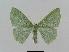  ( - BC EF Lep 00647)  @14 [ ] Copyright (2010) Unspecified Research Collection of Egbert Friedrich