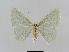  ( - BC EF Lep 00647)  @13 [ ] Copyright (2010) Unspecified Research Collection of Egbert Friedrich