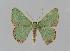  ( - BC EF Lep 00648)  @13 [ ] Copyright (2010) Unspecified Research Collection of Egbert Friedrich