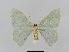  ( - BC EF Lep 00651)  @13 [ ] Copyright (2010) Unspecified Research Collection of Egbert Friedrich