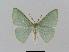  ( - BC EF Lep 00655)  @14 [ ] Copyright (2010) Unspecified Research Collection of Egbert Friedrich