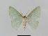  ( - BC EF Lep 00655)  @13 [ ] Copyright (2010) Unspecified Research Collection of Egbert Friedrich