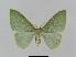  ( - BC EF Lep 00656)  @14 [ ] Copyright (2010) Unspecified Research Collection of Egbert Friedrich