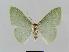  ( - BC EF Lep 00656)  @13 [ ] Copyright (2010) Unspecified Research Collection of Egbert Friedrich