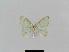  ( - BC EF Lep 00671)  @13 [ ] Copyright (2010) Unspecified Research Collection of Egbert Friedrich