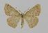  ( - BC EF Lep 00685)  @13 [ ] Copyright (2010) Unspecified Research Collection of Egbert Friedrich