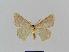  ( - BC EF Lep 00685)  @13 [ ] Copyright (2010) Unspecified Research Collection of Egbert Friedrich