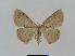  ( - BC EF Lep 00686)  @13 [ ] Copyright (2010) Unspecified Research Collection of Egbert Friedrich