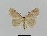  ( - BC EF Lep 00688)  @13 [ ] Copyright (2010) Unspecified Research Collection of Egbert Friedrich