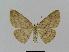  (Cyclophora turneri - BC EF Lep 00689)  @14 [ ] Copyright (2010) Unspecified Research Collection of Egbert Friedrich