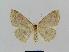  ( - BC EF Lep 00689)  @13 [ ] Copyright (2010) Unspecified Research Collection of Egbert Friedrich