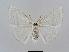  ( - BC EF Lep 00692)  @13 [ ] Copyright (2010) Unspecified Research Collection of Egbert Friedrich