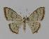  ( - BC EF Lep 00716)  @14 [ ] Copyright (2010) Unspecified Research Collection of Egbert Friedrich