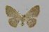  ( - BC EF Lep 00723)  @13 [ ] Copyright (2010) Unspecified Research Collection of Egbert Friedrich