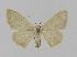  ( - BC EF Lep 00725)  @13 [ ] Copyright (2010) Unspecified Research Collection of Egbert Friedrich