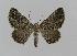  ( - BC EF Lep 00729)  @14 [ ] Copyright (2010) Unspecified Research Collection of Egbert Friedrich