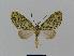  ( - BC EF Lep 00739)  @13 [ ] Copyright (2010) Unspecified Research Collection of Egbert Friedrich