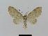  ( - BC EF Lep 00739)  @13 [ ] Copyright (2010) Unspecified Research Collection of Egbert Friedrich