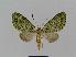  ( - BC EF Lep 00740)  @13 [ ] Copyright (2010) Unspecified Research Collection of Egbert Friedrich