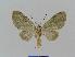  ( - BC EF Lep 00740)  @13 [ ] Copyright (2010) Unspecified Research Collection of Egbert Friedrich