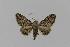  ( - BC EF Lep 00750)  @13 [ ] Copyright (2010) Unspecified Research Collection of Egbert Friedrich