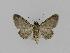  ( - BC EF Lep 00750)  @13 [ ] Copyright (2010) Unspecified Research Collection of Egbert Friedrich
