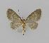  ( - BC EF Lep 00752)  @13 [ ] Copyright (2010) Unspecified Research Collection of Egbert Friedrich