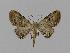  ( - BC EF Lep 00760)  @14 [ ] Copyright (2010) Unspecified Research Collection of Egbert Friedrich