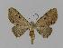  (Eupithecia melanolopha - BC EF Lep 00761)  @14 [ ] Copyright (2010) Unspecified Research Collection of Egbert Friedrich