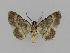  ( - BC EF Lep 00762)  @13 [ ] Copyright (2010) Unspecified Research Collection of Egbert Friedrich