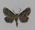  ( - BC EF Lep 00767)  @13 [ ] Copyright (2010) Unspecified Research Collection of Egbert Friedrich