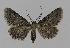  (Psilosticha pristis - BC EF Lep 00768)  @14 [ ] Copyright (2010) Unspecified Research Collection of Egbert Friedrich