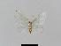  ( - BC EF Lep 00774)  @12 [ ] Copyright (2010) Unspecified Research Collection of Egbert Friedrich