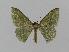  ( - BC EF Lep 00778)  @13 [ ] Copyright (2010) Unspecified Research Collection of Egbert Friedrich