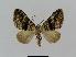  ( - BC EF Lep 00780)  @13 [ ] Copyright (2010) Unspecified Research Collection of Egbert Friedrich