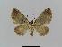  ( - BC EF Lep 00780)  @13 [ ] Copyright (2010) Unspecified Research Collection of Egbert Friedrich