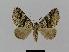  ( - BC EF Lep 00781)  @14 [ ] Copyright (2010) Unspecified Research Collection of Egbert Friedrich