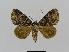 ( - BC EF Lep 00786)  @14 [ ] Copyright (2010) Unspecified Research Collection of Egbert Friedrich