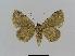  ( - BC EF Lep 00786)  @13 [ ] Copyright (2010) Unspecified Research Collection of Egbert Friedrich