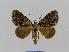  ( - BC EF Lep 00787)  @13 [ ] Copyright (2010) Unspecified Research Collection of Egbert Friedrich