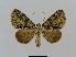  ( - BC EF Lep 00788)  @14 [ ] Copyright (2010) Unspecified Research Collection of Egbert Friedrich