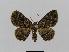  ( - BC EF Lep 00789)  @13 [ ] Copyright (2010) Unspecified Research Collection of Egbert Friedrich